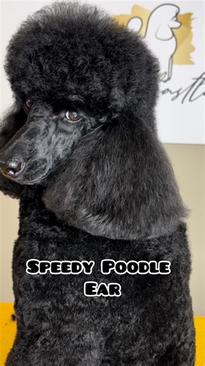 Speedy Poodle Ear 💨🔔Like and Save for Later🔔Demonstrating on his right ear as he’s eaten half the hair off his left ear! Oh Floyd 😅Using my @heinigerswitzerland style Midi #poodle #poodlesofinstagram #poodlelife #doggroomingtips #doggroominghacks #dogsalon #groomingeveryday #groominglife #doggrooming | Verity Hardcastle