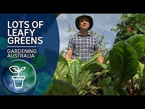 Fast growing leafy greens that you can harvest for months | Quick Crops | Gardening Australia