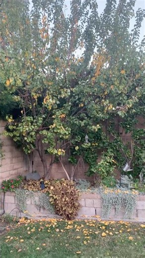 Leaves on the apricot tree finally falling! #chatsworthcottage #englishgarden