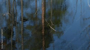 Reflection of trees in the water. Spring is in the wild forest, trees and bushes in a large puddle, a sunny day, black tree trunks are reflected in the water.