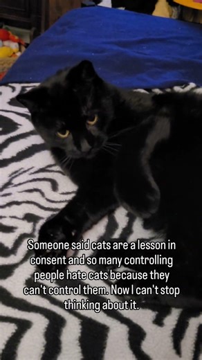 Cats are the example of consent. #fyp #foryourpage #catsofyoutube #catlovers #cat