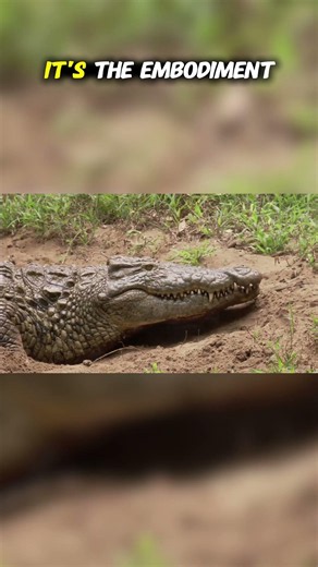 Top Ten Species from the Australian Outback: Ancient Power