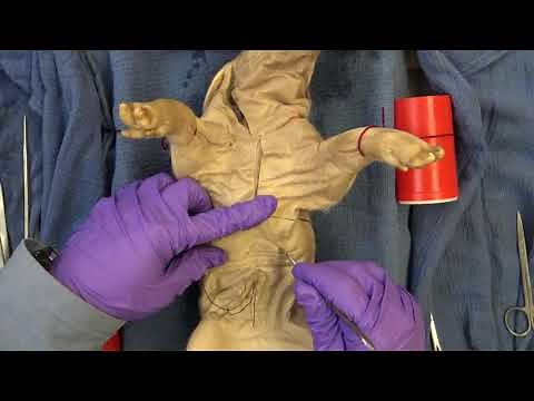 BIOL 214 Fetal Pig Dissection Part 1