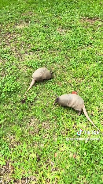 Discovering Armadillos Digging in the Yard