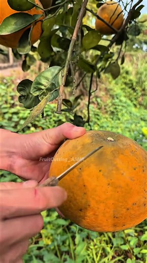 Fresh Fruit Cutting Experience