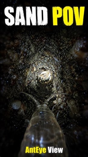 POV: You’re a Sand Flea Trapped Inside a Dark Tunnel 😳