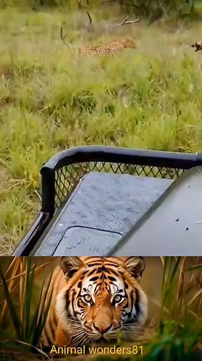 Lion Movement Workout: Engaging with Wild Animals