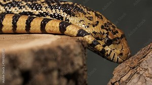 Pacific gopher snake or coast gopher snake, Pituophis catenifer sayi. Endemic to North America