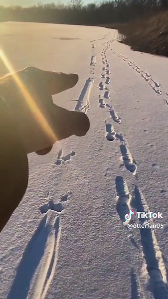 Rare Otter Slides Found in Snow