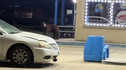 North Texas black bear sighting confirmed