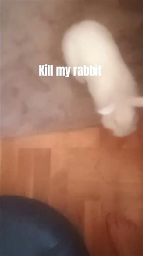 how to kill my rabbit 🐰