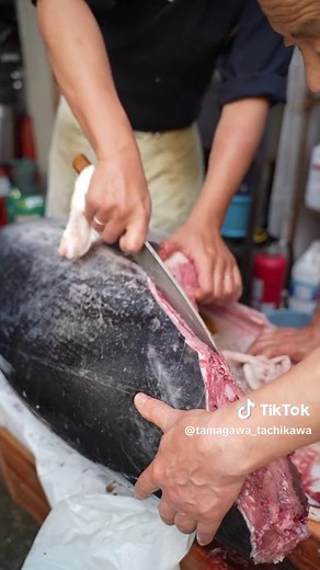 こんにちは。旬菜炭焼 玉河です。 いつも玉河をご利用頂きましてありがとうございます😄 本店「旬菜炭焼 玉河」で行った『マグロ解体』風景の動画パート２をご紹介致します。 玉河では、定期的にマグロ一本を仕入れて、店舗で解体、新鮮な生マグロをご提供しております。本店だけでなく、系列店の「串焼きたまがわ」「魚焼き玉河」でもお楽しみ頂けます✨ お客様に大変好評なイベントとなっておりますので、また実施する際は事前にお知らせ致します‼️ぜひ楽しみにお待ち頂ければと思います😆 これからもどうぞ玉河を宜しくお願い致します。 #立川 #居酒屋 #焼き鳥 #刺身 #鮮魚 #魚 #肉 #野菜 #旬 #食材 #日本酒 #酒 #ビール #飲み会 #宴会 #立川居酒屋 #立川ランチ #立川昼飲み #昼呑み #玉河 #和食 #マグロ #しゃぶしゃぶ #炭焼き #マグロ解体ショー #生マグロ #マグロ解体 #立川駅 #立川グルメ