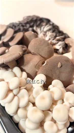 「長谷川園」のきのこ3種セット #ふるさとチョイス #ふるさと納税