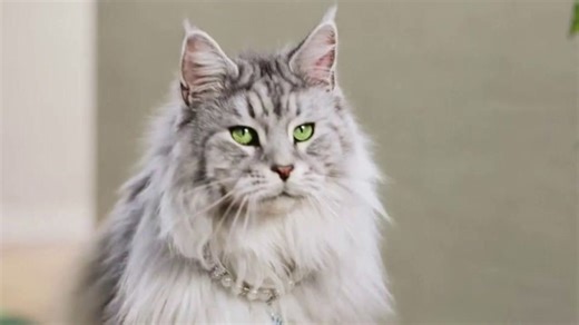 Arm & Hammer Plant Power Litter TV Spot, 'Your Majesty'