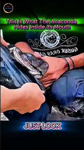 Anaconda’s Mouth—What Happens When It Opens Wider Than You Expect?