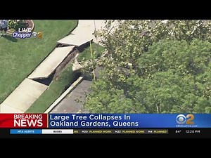 Large Tree Falls In Oakland Gardens, Queens