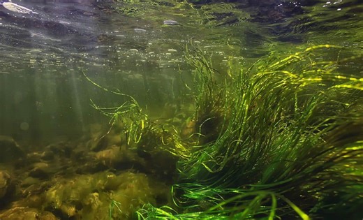 A 4-meter “living fossil” is swimming again in a Swedish river where it hadn’t lived for a century