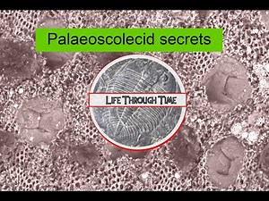 Palaeoscolecidans: the hidden beauty of "ancient worms"