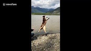 Amazing backflip from Australian Shepherd in slow motion