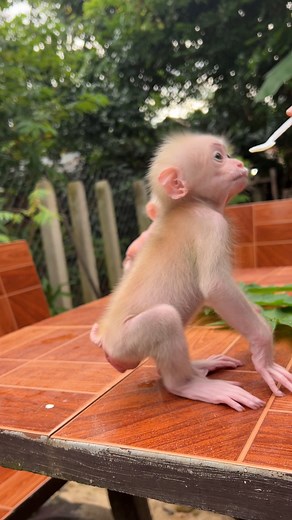 Mom feeding yougert to alien babies monkey | Na Bee Tv