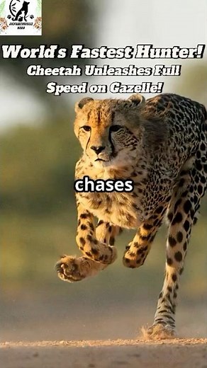 Cheetah: World's Fastest Hunter!👀#Cheetah #WildlifeDocumentary #AnimalFacts #NatureShorts