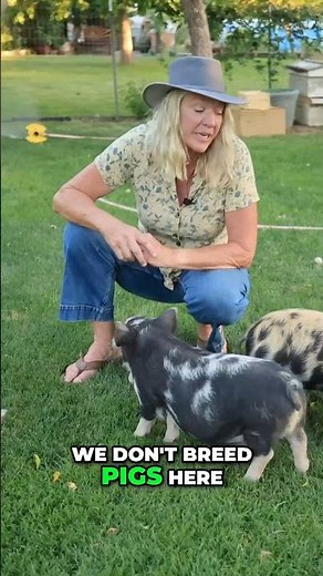 Feed Twice, Graze All Day: Our Pig Routine #farming #sustainability #pigs