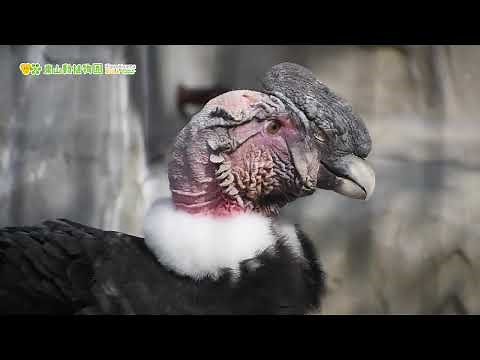 【東山動植物園公式】アンデスコンドルたちの駆け引き《 アンデスコンドル コンドル 》