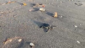 24K views · 548 reactions | Sea turtle nesting season is almost over and the last of our nests are hatching. Yesterday, our conservation team came across this little green scrambling to the ocean during a morning hatchout. Good luck little fellow! | Gumbo Limbo Nature Center | Facebook