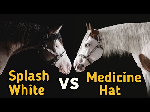 Medicine Hat vs Splash White Horse: The Rare Color Mystery Explained #rarehorse #horsecolor #horse