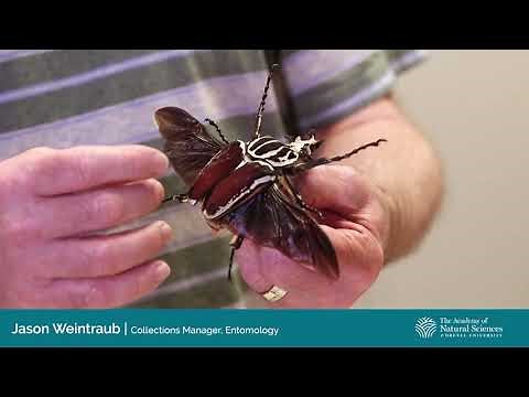 Entomology: Collection Recollections