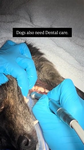 Global Veterinarians 🐾🩺 on Instagram: "➡️ Yes, dogs need root canal treatments too! 🦷 Just like humans, our furry friends can suffer from broken, infected, or painful teeth that require proper dental care. When a tooth is damaged but still worth saving, a root canal can remove the pain while keeping the tooth strong and functional. . . . . . . . ➡️ Re-posted video from tvdos_nyc 🔄 . . . . . . #pak__veterinary #vets #animaltreatment #animalplannet #animalworld #vetsurgery #vetlove #globalvets