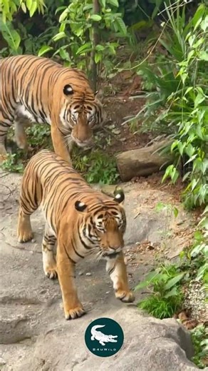 Malayan Tiger 🐅🌴 The Rare Guardian of Malaysia’s Rainforests