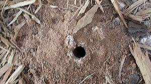 Large cicada killer wasps in Central Texas not a danger to humans