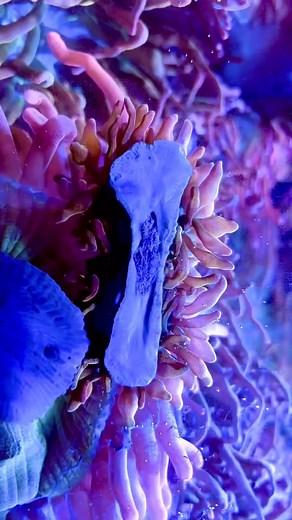 A very cool time lapse of an anemone splitting itself in 2 @coralmorphologic 👏#polyplab | Polyplab