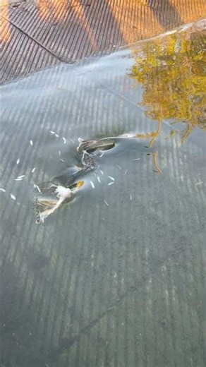 Tarpon At The Launch Ramp