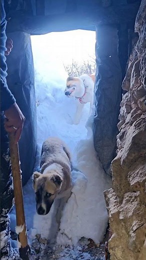 Buried Under Over 1 Meter of Snow | Surviving with My Dogs in a Hidden Shelter (Nature ASMR)