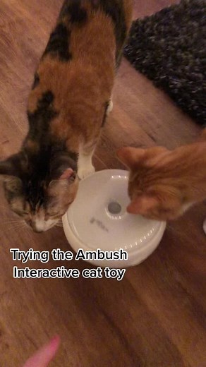 They absolutely love it!! #catsoftiktok #cats #catsvideo #manxcatsoftiktok #orangecat #orangecatsoftiktok #kitten #catvideos #catslovers #calicocat