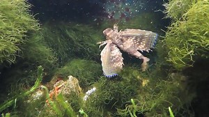 El pez golondrina, Dactylopterus volitans, es un pez de aguas tropicales y templadas de ambos lados del Océano Atlántico, encontrándose desde el norte de Nueva Jersey hasta Brasil, y sentido oeste-este, desde el Canal de la Mancha hasta Angola. | El aquartista