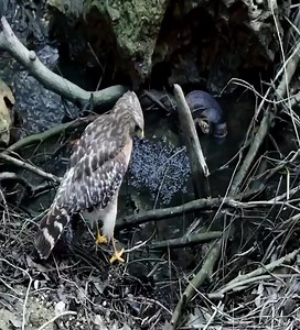 1.9K views · 143 reactions | Cobra attacks eagle__#Wildlife #Animals #Cobra #Eagle | Advanced Speices | Facebook