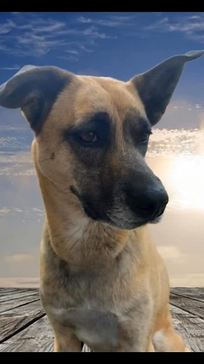 23 reactions | THE INVISIBLE DOGS  The invisible dogs are the ones...