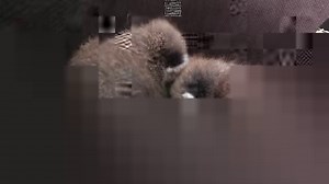 21K views · 1.5K reactions | Schwarze Stupsnase, winzige Knopfaugen,...