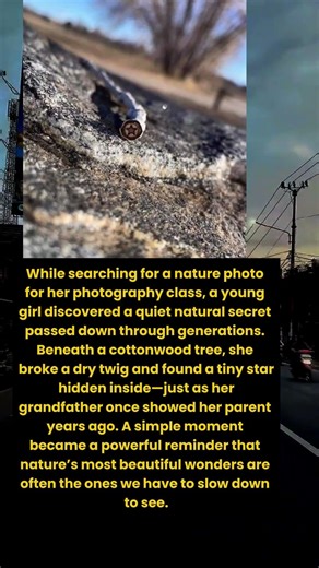 A Hidden Star Inside a Tree 🌟