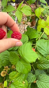 This colorful, summer #harvest includes potatoes, raspberries, blueberries, a sweet pepper, strawberries, garlic scapes, snap peas, and carrots from my #BackyardGarden I will never get over being able to harvest from my own garden #growyourownfood #gardenharvest #HarvestTime #fyp #usa | Ou Sevmouy