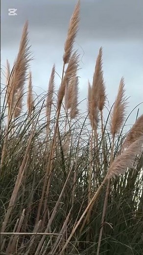 Toi Toi a native tussock grass in New Zealand
