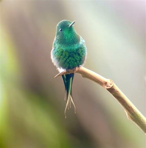 Welcome to Ecuador’s bird paradise with over 1600 species! 🌎🐦 #wildlifephotography