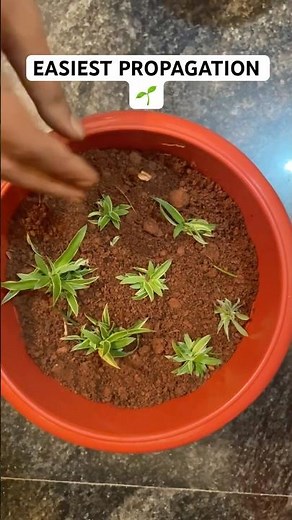 Super Easy Spider Plant Propagation | From Cutting to 6 Baby Plants 🌿#spiderplant #easypropagation