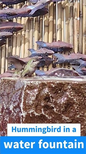 Hummingbird in a fountain