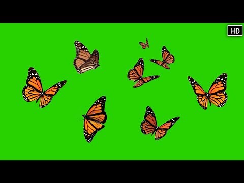 Butterflies Green Screen Animation Effect Video | chroma key papillon