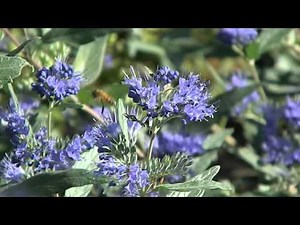 Caryopteris clandonensis 'Heavenly Blue'