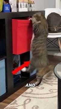 That cat is built different😭 cr from rednote #cat #funny